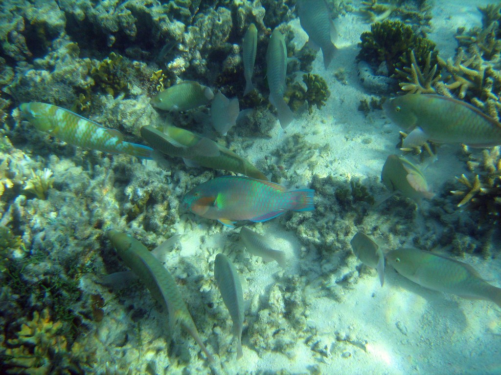 Reef & Marine Life